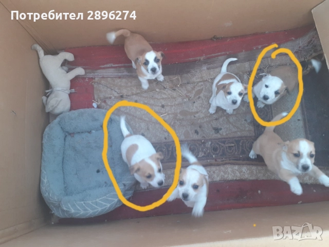 Домашен любимец , снимка 2 - За кучета - 52818547