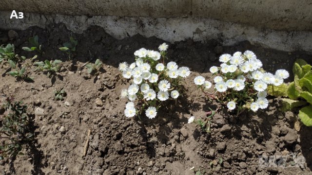 Продавам цветя Делосперма - розова, червена, жълта и бяла, снимка 4 - Разсади - 36552409