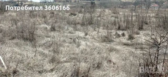 Продавам 1 дек. с двайсетина млади черешови дръвчета [ 0898480946], снимка 3 - Земеделска земя - 44702465