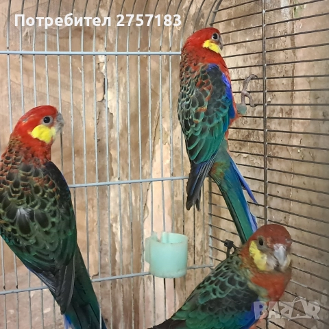 продавам жълтобуза розела 2 мъжки и 1 женска, снимка 3 - Папагали - 52614104