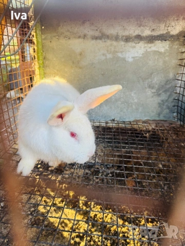 Продавам зайци на 6 месеца, снимка 8 - Други - 53056162
