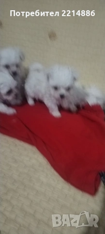 Малтийска болонка , снимка 6 - Болонка - 36473959