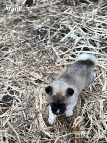 Америкаска акита , снимка 7 - Акита - 53493494