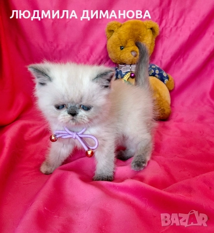 Екзотично момиче със сини очи , снимка 2 - Персийска - 52824159