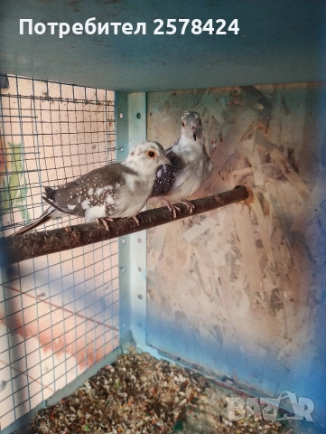 Продавам двойка млади диамантени гугутки 0879166611