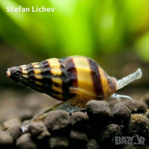 Охлюви Хелена (убиец), снимка 1