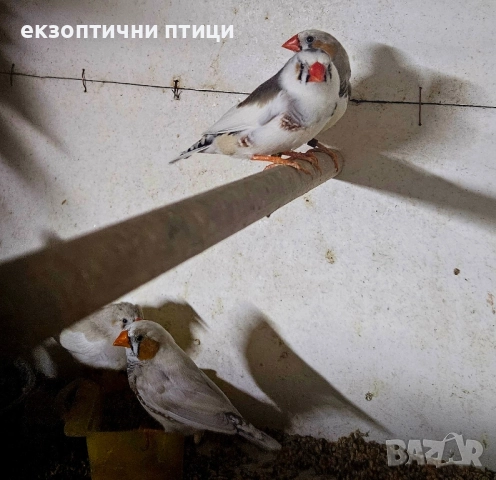 продавам зеброви Амадини , снимка 2 - Амадини - 52535521