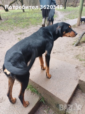 Ловни кучета, снимка 2 - Гонче - 53540922