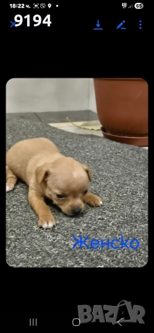 малки пинчерчета, снимка 4 - Пинчер - 52724103