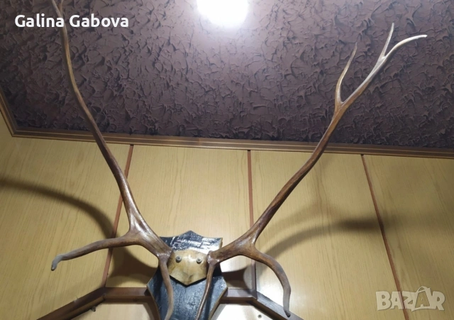 Еленови рога , снимка 2 - Други ценни предмети - 40351200