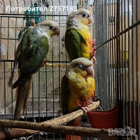 продавам папагали пирура