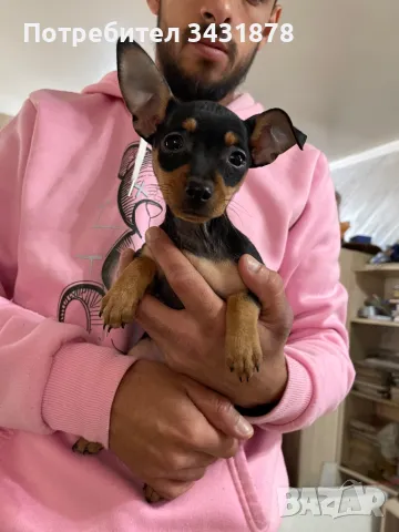 Чихупинчер , снимка 1