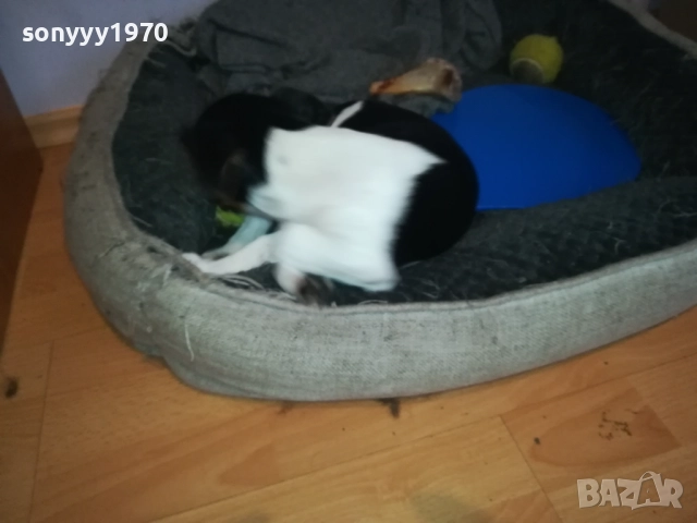 ПРОДАВАМЕ ДЖАК-ЖЕНСКО КУТРЕ 0911251839, снимка 3 - Джак ръсел териер - 52353720