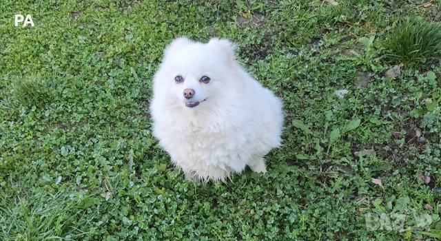 Продавам женски померан , снимка 2 - Померан - 52732304