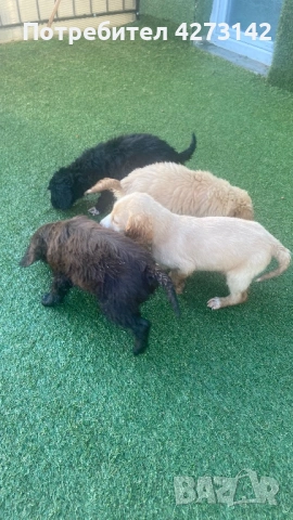 Кокер+ лагото