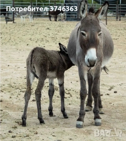 Магарешко мляко София, снимка 3 - Други - 52304501