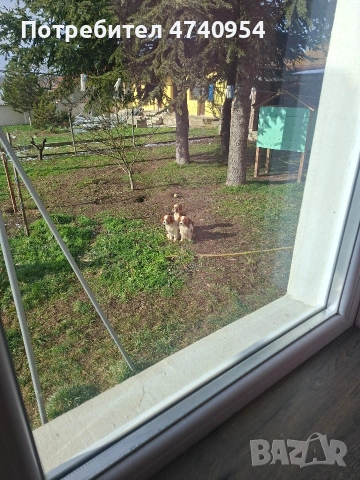 Кавалер кинг чарлз шпаньол