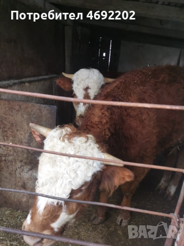 Мъжки телета лимозин