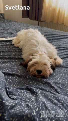 Кученце ши-тцу, куче, снимка 1