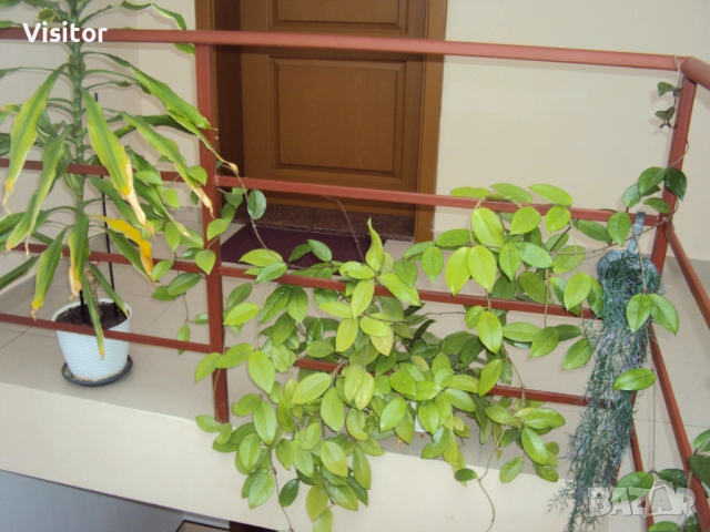  Sony Cyber-shot DSC-W180 10.1MPx, снимка 14 - Фотоапарати - 52676616