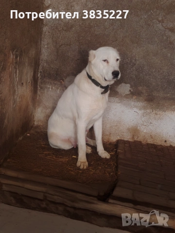 САО-Алабай , снимка 6 - Алабай - 53064129