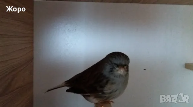 Продавам канари, снимка 15 - Канари - 48303441