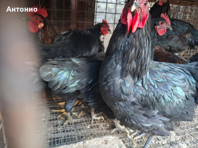 продавам петли 