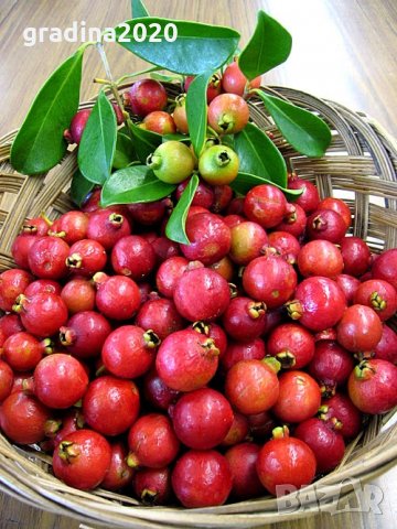 Ягодова гуава - червена, снимка 2 - Стайни растения - 35457372