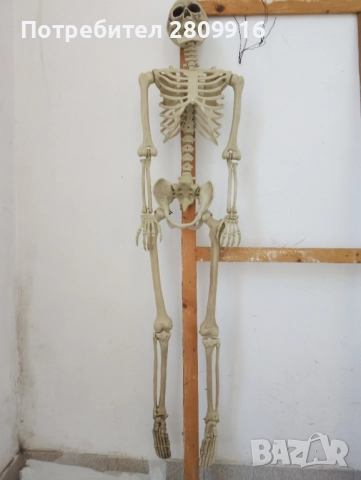 Човешки скелет 175см., снимка 7 - Колекции - 52612328
