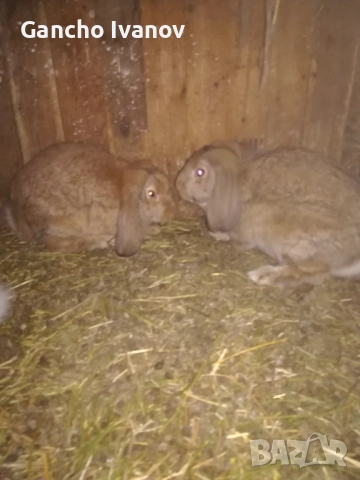 Продавам зайци... , снимка 5 - Други животни - 52702154