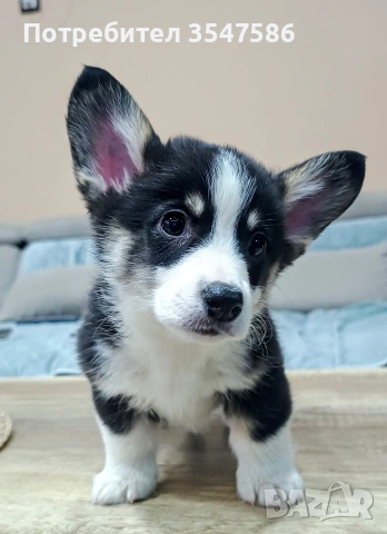 Трицветни кученца Уелско корги пембрук - мъжки, снимка 6 - Други - 53220591