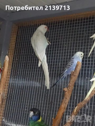 Продавам папагал пенантова розела, снимка 5 - Папагали - 51671575