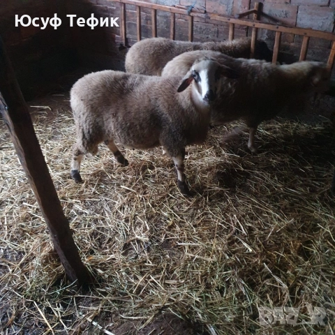 Агнета на 7 месеца – по договаряне (на килограм), снимка 4 - Овце - 52353047