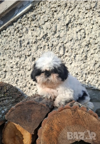 малка принцеса порода Ши тцу , снимка 4 - Ши Тцу - 53201246