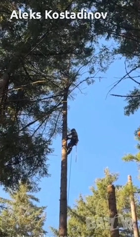 Рязане на Опасни и Високи Дървета в Цялата Страна, снимка 6 - Други ремонти - 53558542