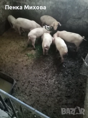 Прасенца на 2 месеца, снимка 1