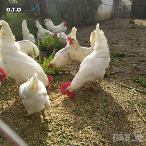 Оплодени яйца Бял Легхорн, снимка 2 - Кокошки и пуйки - 53343569