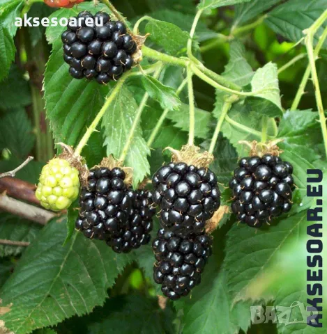 100 бр Висококачествени нови органични плодови семена от хранителна Къпина къпини антиоксидант , снимка 9 - Сортови семена и луковици - 49258332