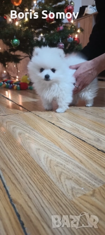 Куче, снимка 2 - Шпиц - 52702999