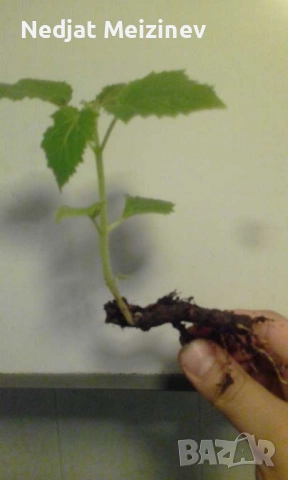 Пауловния фиданки , снимка 4 - Градински цветя и растения - 51841534