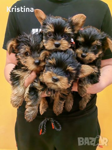 Йоркширски териери: Продава кучета - обяви на ХИТ цени — Bazar.bg