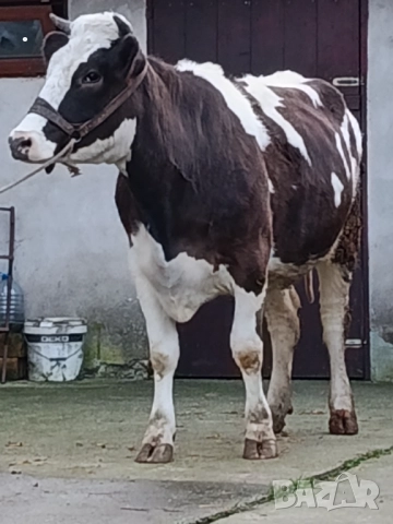 Продавам бременни юници , снимка 2 - Крави - 52893451