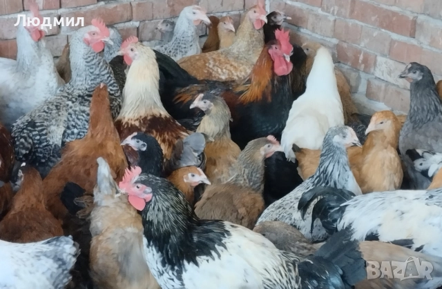 Селски ярки, снимка 2 - Кокошки и пуйки - 51645262