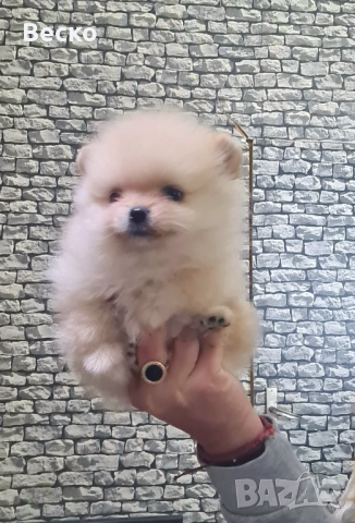 Померан мини мъжко 