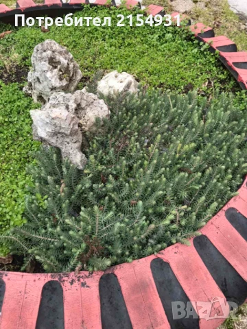 Сукуленти / Дебелец / Алпийска роза, снимка 16 - Градински цветя и растения - 36621042