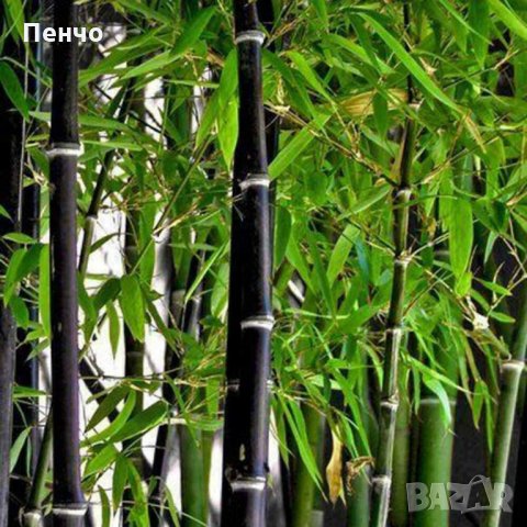 100 бр бамбукови семена от черен бамбук Black Bamboo растение декорация за двора и градината, снимка 1 - Стайни растения - 28091310