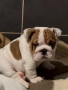 Английски булдог, снимка 7