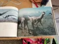 Книга за динозаврите /на френски/, снимка 2