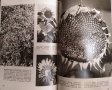 Иллюстрированная энциклопедия растений. Четвертое издание. Ф. А. Новак 1987г., снимка 3