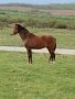 Продавам кобила порода Източнобългарски кон , снимка 1